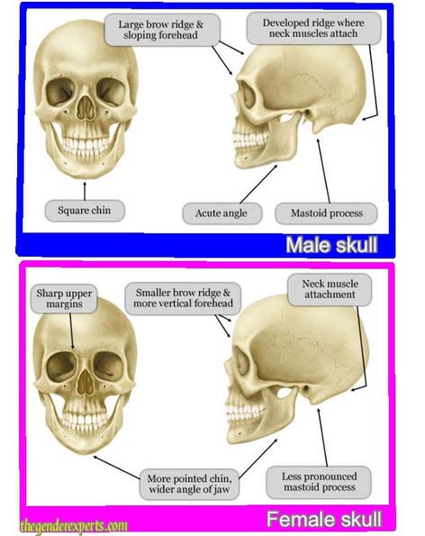 skull-theory