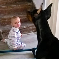 baby en dobermann