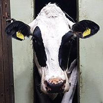 foto met een koe