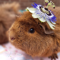 Hawai meisje cavia