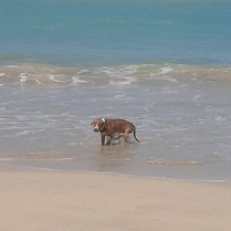 hond zee