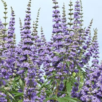 monnikspeper Vitex agnus castus