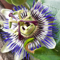 Passieflora bloem cavia