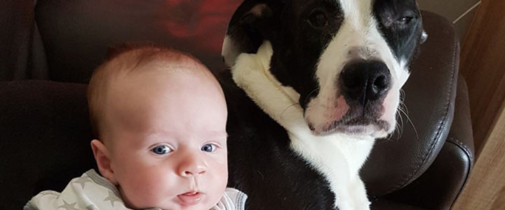 Hond en baby gaat dat samen? Hond en baby gaat dat samen?
