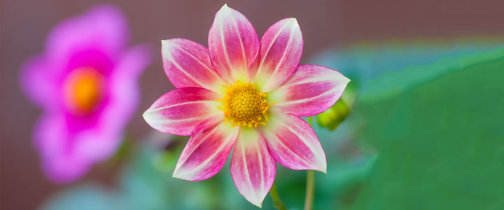 De allermooiste bloemen groeien vlak langs het ravijn De allermooiste bloemen groeien vlak langs het ravijn