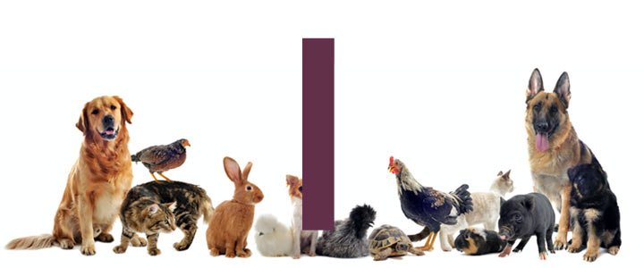 Dieren met een i - dier met i - alle dieren met beginletter i