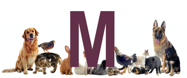 buitenste Basistheorie klap Dieren met een m - dier met m - alle dieren met beginletter m
