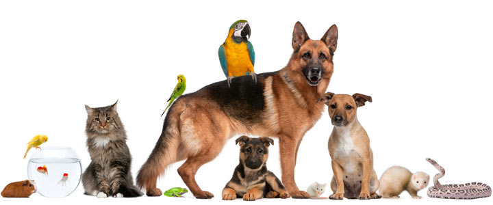 Nom d'animal par alphabet Noms d'animaux par alphabet