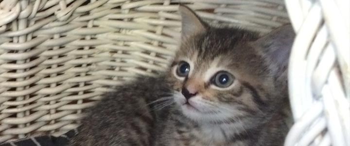 klok Begunstigde Verkeerd Kittens en katten te koop | NaamWijzer dierennamen