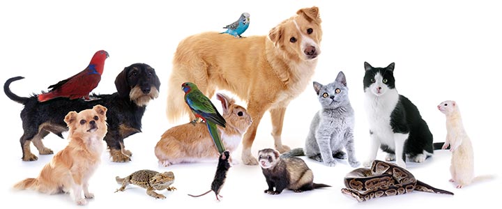 nom de l'animal nom du chien nom du chat noms d'animaux noms de chiens noms de chats