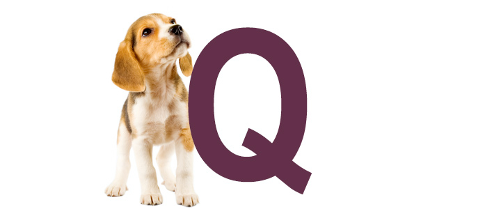 Hondennamen met de letter Q | NaamWijzer dierennamen