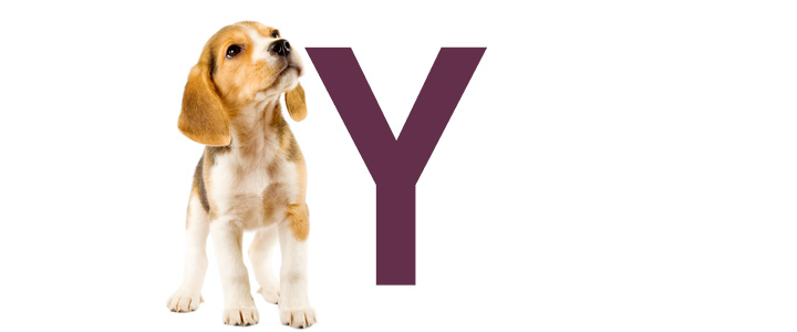Hondennamen Eindigend Op Y