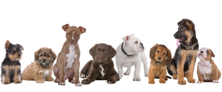 prénom de chien par alphabet Noms de chien par alphabet