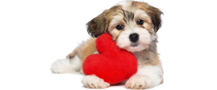 Hondennamen voor hond Hondennamen voor puppy, reu of teef