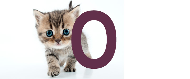 Prenoms De Chat Finissant Par O Idprenom Animals