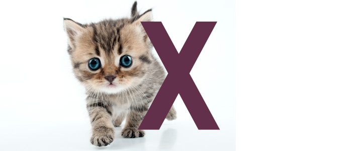 Prenoms De Chat Finissant Par X Idprenom Animals