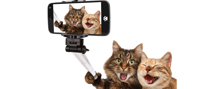 Noms de chat pour chat Noms de chat pour chaton, chat femelle ou chat mâle
