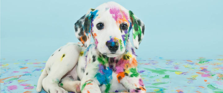 Dieren met een n - dier met n - alle dieren met beginletter n