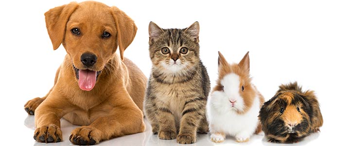 nom de l'animal nom du chien nom du chat noms d'animaux noms de chiens noms de chats