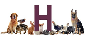 Djurnamn på H | Hitta ett djurnamn, kattnamn och hundnamn 2024