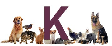 Djurnamn som slutar på K | Hitta ett djurnamn 2024