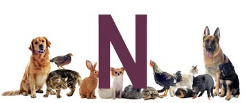 Dierennamen met N Dierennamen met N