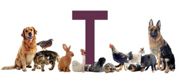 Dierennamen met T Dierennamen met T