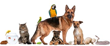Signification des noms Signification des noms d