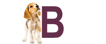 Hondennamen met B Hondennamen met de letter B