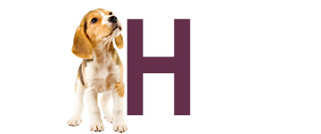 Hondennamen met de letter H | NaamWijzer dierennamen