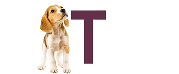 Noms de chien avec T Noms de chien avec T - Noms de chien commencent par T