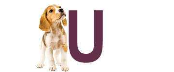 Hondennamen met de letter U | NaamWijzer dierennamen