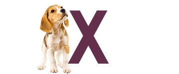 Hondennamen met de letter X | NaamWijzer dierennamen