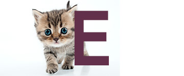 Kattnamn på E | Hitta ett djurnamn, kattnamn hon och han 2024