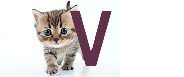 Kattnamn på V | Hitta ett djurnamn, kattnamn hon och han 2024