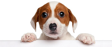 Korta hundnamn hanhund med 3 bokstäver | Hitta ett djurnamn 2024