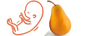 20 weken zwanger | zwangerschapskalender | Zwanger week 20
