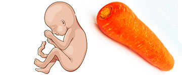 21 weken zwanger | zwangerschapskalender | Zwanger week 21