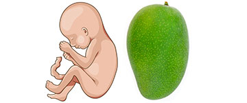 24 weken zwanger | zwangerschapskalender | Zwanger week 24