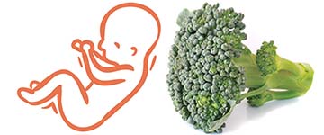 28 weken zwanger | zwangerschapskalender | Zwanger week 28