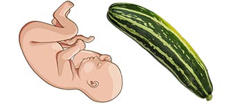 36 weken zwanger | zwangerschapskalender | Zwanger week 36
