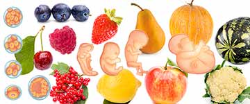Zwangerschap vergelijken met fruit en groente - Baby fruit vergelijk Zwangerschap vergelijken met fruit en groente - Baby fruit vergelijk