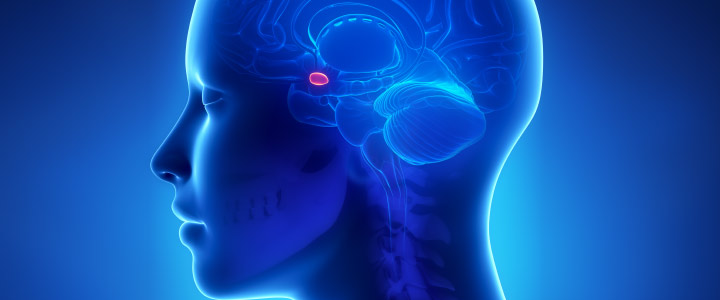Veranderingen in het moederbrein - amygdala Veranderingen in het moederbrein - amygdala
