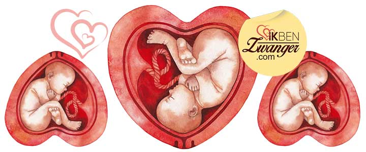 Je zwangerschap van week tot week met de groei van je baby Weken zwanger - Zwangerschap week tot week - Zwangerschap per week