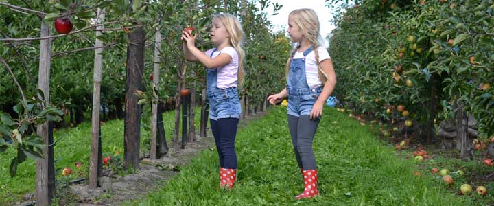 Garantie voor gezelligheid in huis: beroemde appeltaart Garantie voor gezelligheid in huis: beroemde appeltaart