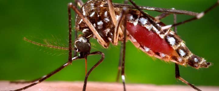 Le virus Zika 5 choses à savoir sur le virus Zika