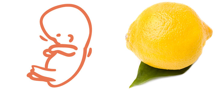 15 weken zwanger | zwangerschapskalender | Zwanger week 15