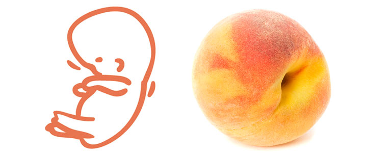 18 weken zwanger | zwangerschapskalender | Zwanger week 18