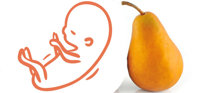 20 weken zwanger | zwangerschapskalender | Zwanger week 20