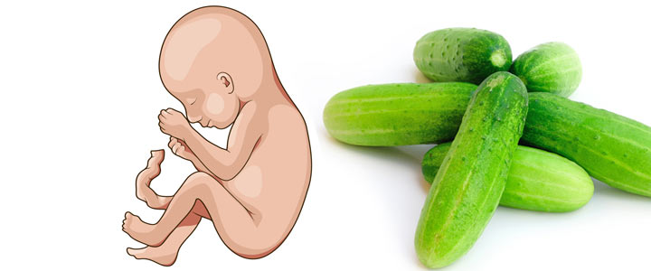 25 weken zwanger | zwangerschapskalender | Zwanger week 25